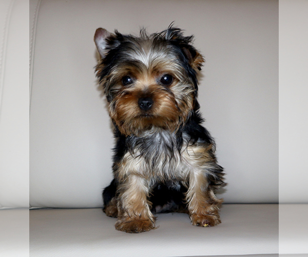 Medium Photo #3 Yorkshire Terrier Puppy For Sale in LOS ANGELES, CA, USA