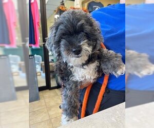 Poodle (Toy)-Unknown Mix Dogs for adoption in Norfolk, VA, USA