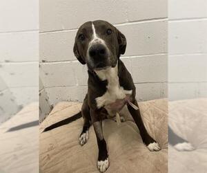 Labrador Retriever-Unknown Mix Dogs for adoption in Rosenberg, TX, USA