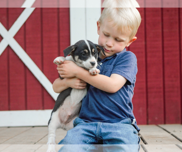 Medium Photo #1 Pembroke Welsh Corgi Puppy For Sale in LIBERTY, KY, USA