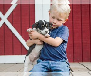 Pembroke Welsh Corgi Puppy for sale in LIBERTY, KY, USA