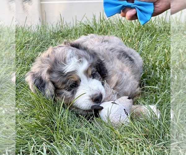 Medium Photo #9 Bernedoodle (Miniature) Puppy For Sale in ROY, UT, USA