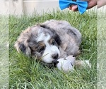 Small #8 Bernedoodle (Miniature)