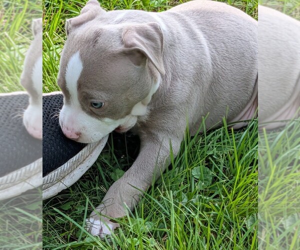Medium Photo #20 American Bully Puppy For Sale in COUDERSPORT, PA, USA