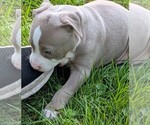 Small #1 American Bully