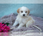 Small Photo #12 Aussiedoodle Miniature  Puppy For Sale in CLARE, MI, USA