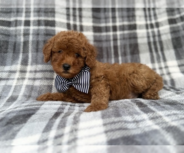 Medium Photo #4 Cavapoo (Miniature) Puppy For Sale in LAKELAND, FL, USA