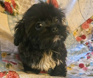 Shih Tzu Puppy for sale in WALSH, IL, USA