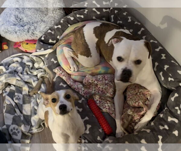 Medium Photo #3 Jack Chi Puppy For Sale in Holly Springs, NC, USA