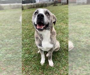 Staffordshire Bull Terrier-Unknown Mix Dogs for adoption in Rosenberg, TX, USA