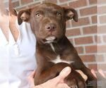 Small #4 Labrador Retriever Mix