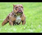 Small #1 American Bully