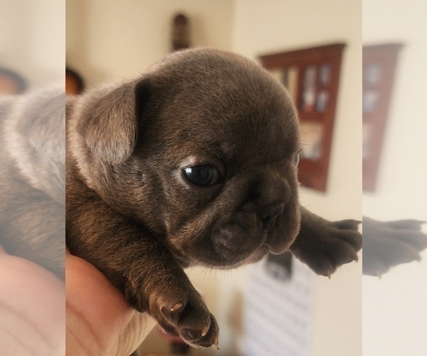 Medium Photo #4 French Bulldog Puppy For Sale in CAPE CORAL, FL, USA