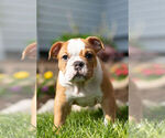Small Photo #1 English Bulldog Puppy For Sale in WARSAW, IN, USA