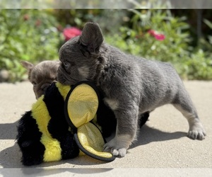 Medium French Bulldog