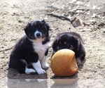 Small Photo #7 Australian Shepherd Puppy For Sale in BATTLE CREEK, MI, USA