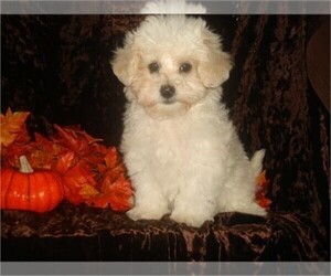 Maltipoo Puppy for sale in ORO VALLEY, AZ, USA