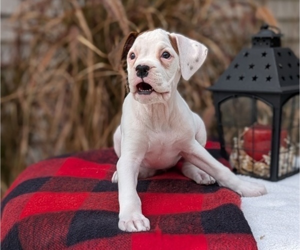 Medium Photo #44 Boxer Puppy For Sale in GOSHEN, IN, USA