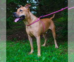Small #4 Black Mouth Cur-Bulldog Mix