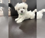 Puppy Grinch Maltese