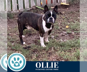 Faux Frenchbo Bulldog Dogs for adoption in Kimberton, PA, USA