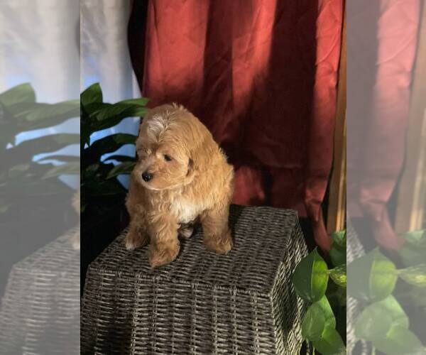 Medium Photo #5 Poovanese Puppy For Sale in LOUISVILLE, KY, USA