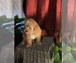 Small Photo #5 Poovanese Puppy For Sale in LOUISVILLE, KY, USA