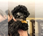 Small Photo #1 Maltipoo Puppy For Sale in SALEM, NH, USA