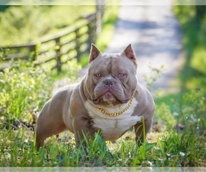 Father of the American Bully puppies born on 09/04/2025