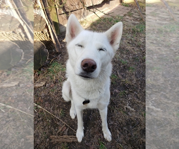 Medium Photo #1 Siberian Husky Puppy For Sale in NEW LENOX, IL, USA