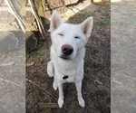 Small Photo #1 Siberian Husky Puppy For Sale in NEW LENOX, IL, USA