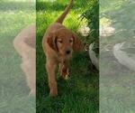 Small Photo #11 Irish Doodle Puppy For Sale in NAMPA, ID, USA