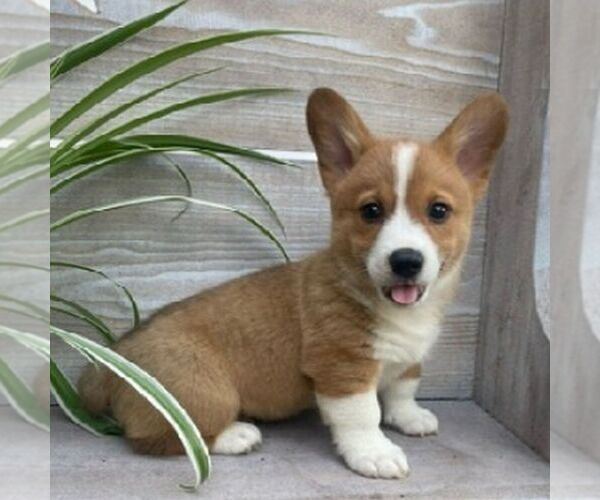 Medium Photo #1 Pembroke Welsh Corgi Puppy For Sale in NORTHERN CAMBRIA, PA, USA