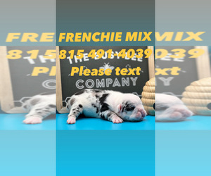 French Bulldog Puppy for sale in CHANDLER, AZ, USA