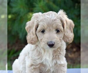 Cock-A-Poo Puppy for sale in CHRISTIANA, PA, USA