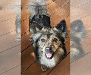 George - Male Pineranian Dog for Adoption - Photo #5