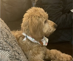 Mother of the Goldendoodle (Miniature) puppies born on 07/13/2025