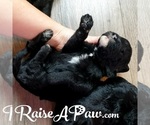 Small Photo #1 Schnoodle (Giant) Puppy For Sale in OVERGAARD, AZ, USA