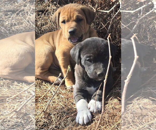 Medium Photo #4 Labrador Retriever-Unknown Mix Puppy For Sale in Alexander, AR, USA