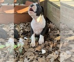 Small Photo #18 Boxer Puppy For Sale in JACKSON, TN, USA
