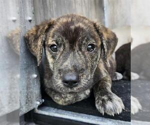 American Staffordshire Terrier-Unknown Mix Dogs for adoption in San Antonio, TX, USA