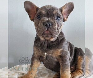 French Bulldog Puppy for sale in GORDONVILLE, PA, USA
