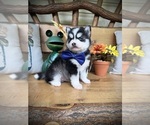Small Photo #12 Pomsky Puppy For Sale in VENUS, PA, USA