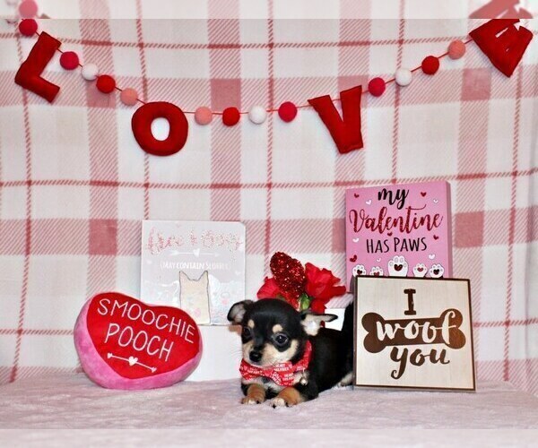 Medium Photo #43 Chihuahua Puppy For Sale in CHARLESTON, AR, USA