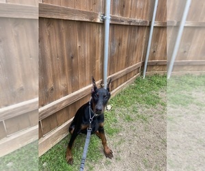 Doberman Pinscher Puppy for Sale in ROCKWALL, Texas USA
