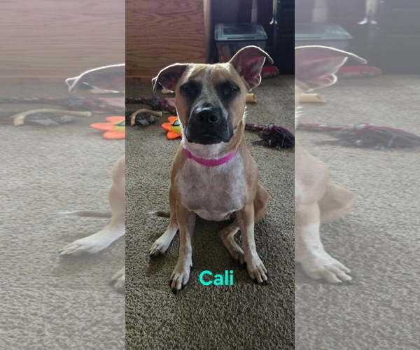 Medium Photo #1 Mutt Puppy For Sale in Waterloo, IA, USA