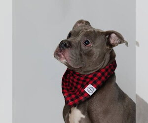 Major - Male Bulldog-Staffordshire Bull Terrier Mix Dog for Adoption - Photo #2