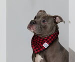 Small #1 Bulldog-Staffordshire Bull Terrier Mix