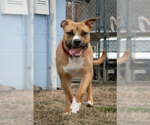 Mutt Dogs for adoption in Easton, MD, USA
