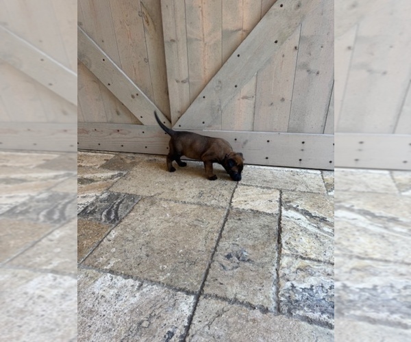 Medium Photo #12 Belgian Malinois Puppy For Sale in MIAMI, FL, USA